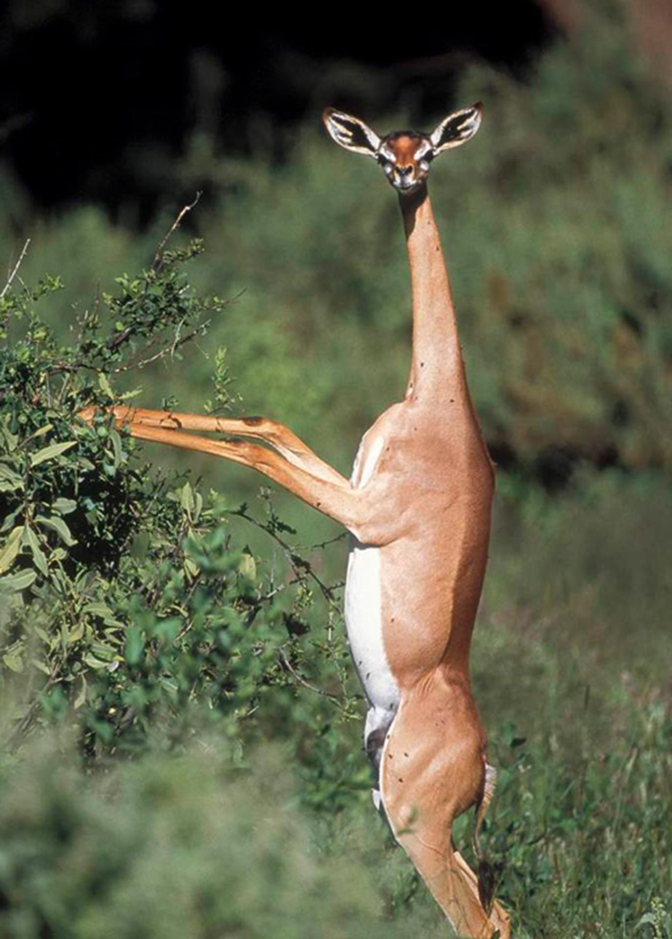 Its a crazy Impala!